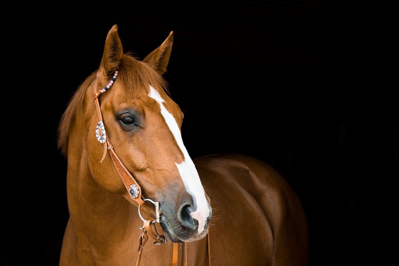Horse Riding